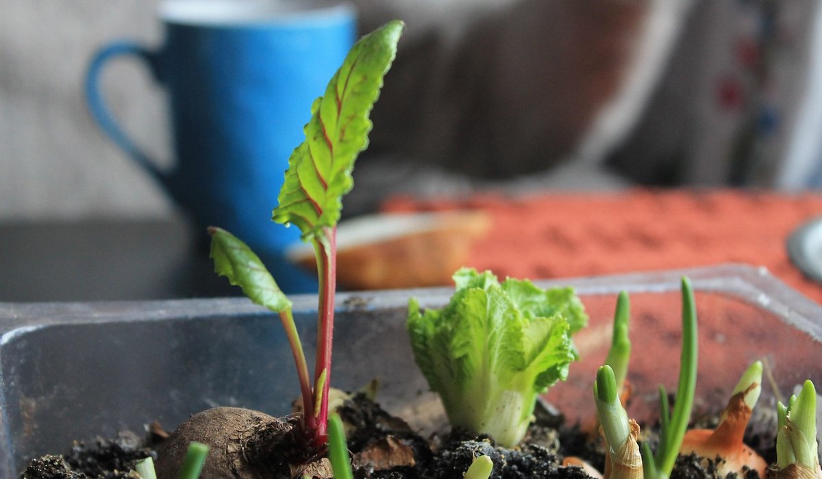 Making Leaf Mould in a Salty Coastal Garden