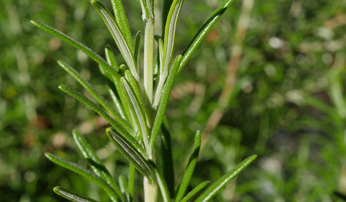Planting Dwarf Trees for Shelter and Privacy on Coastal Plots