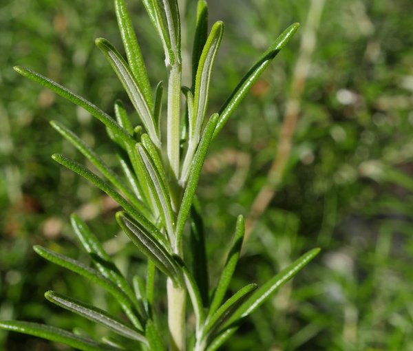 Coastal Acre